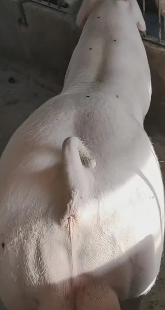 长白种公猪一头包邮养猪场的核心品种