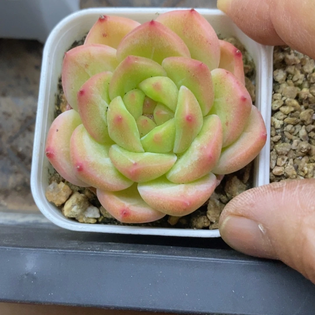 精品多肉一物一拍不包整13