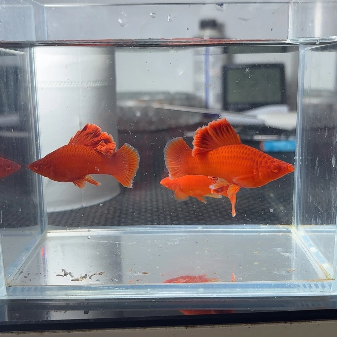 用***8海水鱼半月尾红箭鱼1公