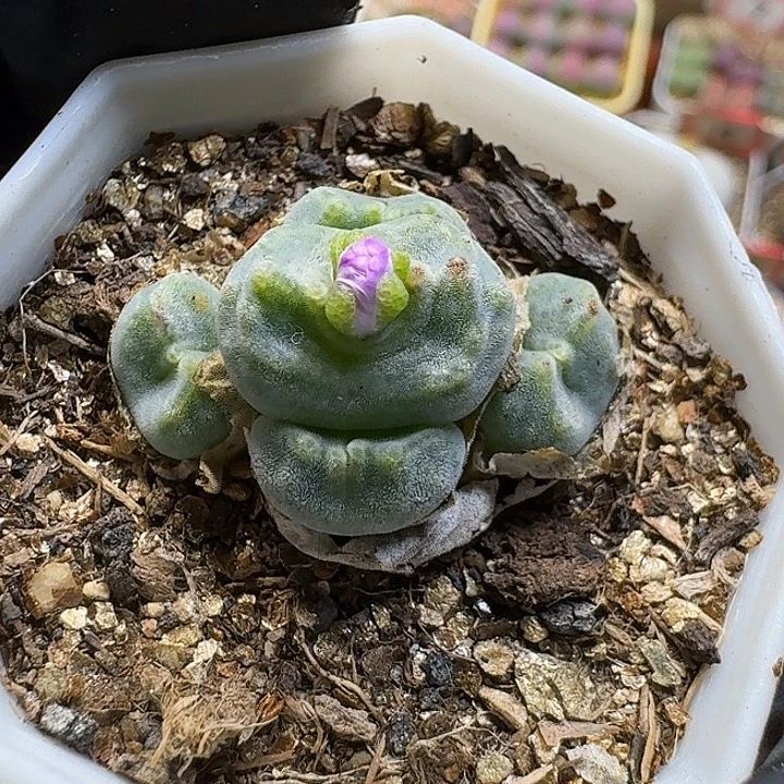 巍***~生石花111111。  68