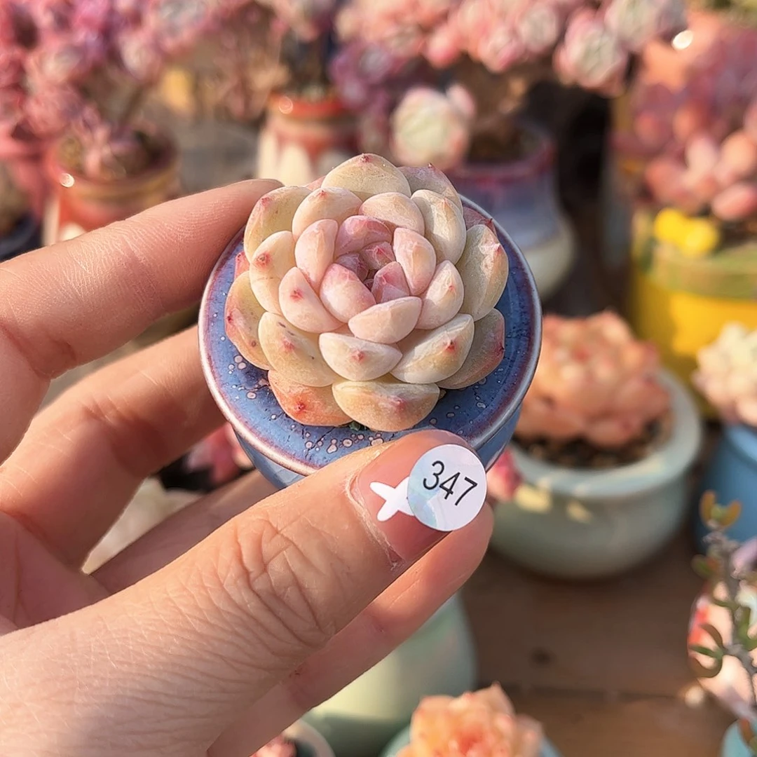 347 多肉含盆土30元除偏远