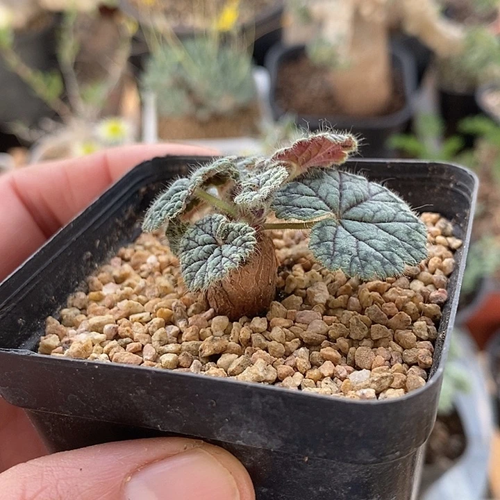 830圆叶洋葵带盆一一一一