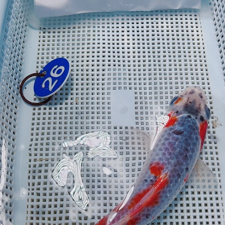 海水鱼锦鲤观赏鱼26