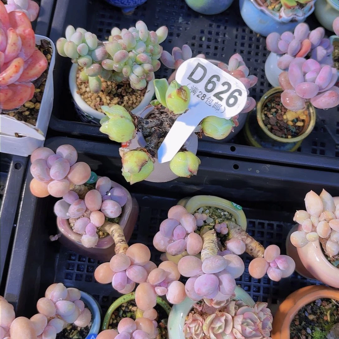 走*.D626玫瑰一物一拍