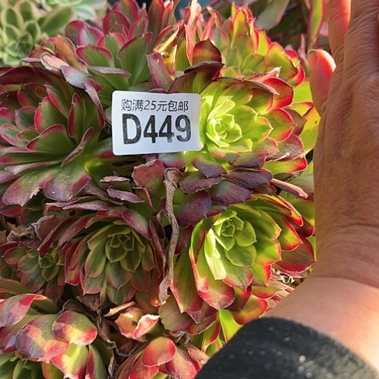 简***^多肉植物一个