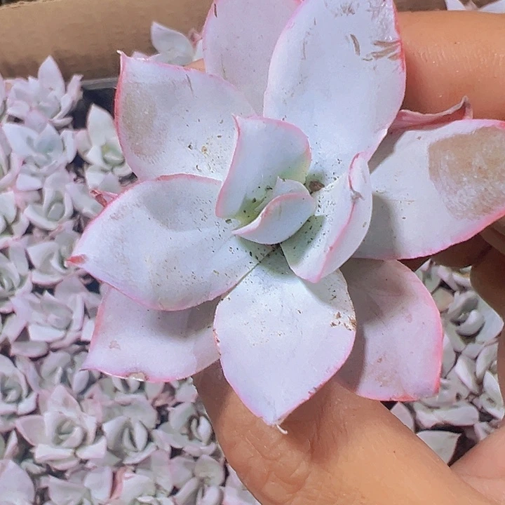 广寒宫精品多肉植物