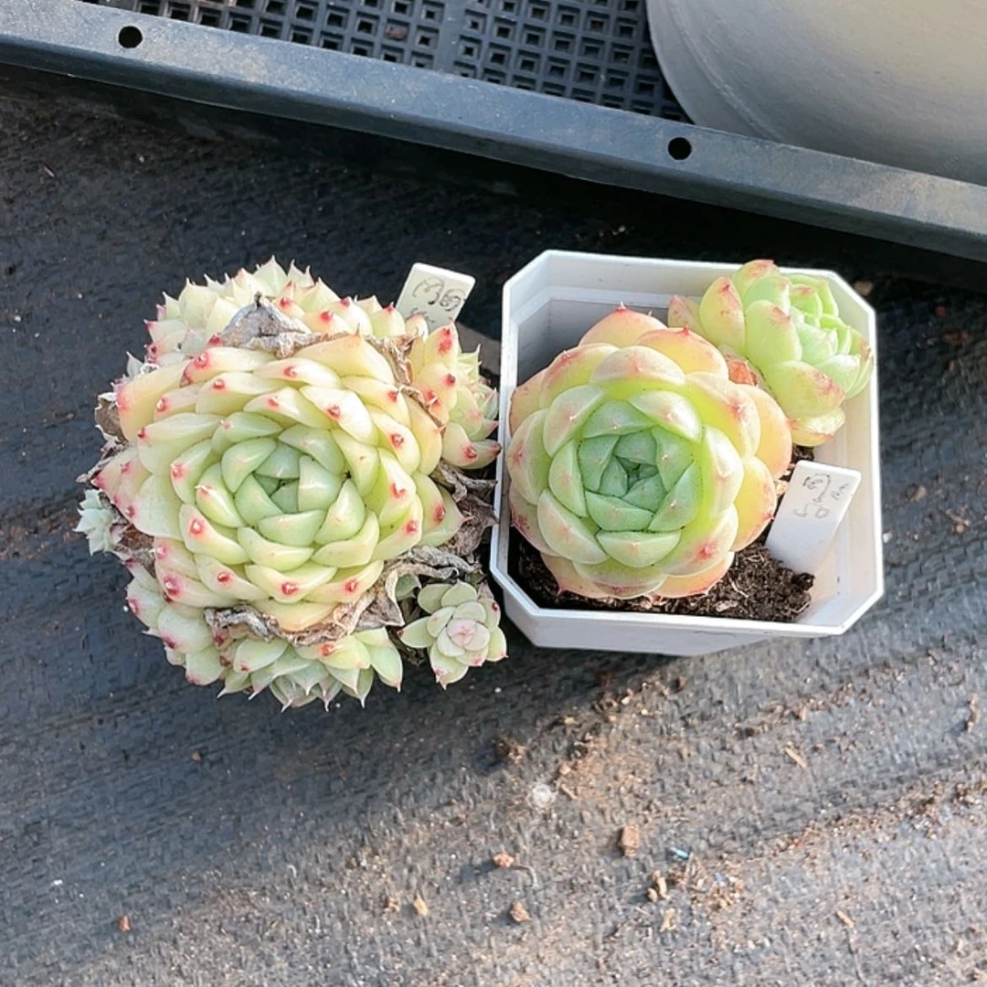 【闪购商品】周周专拍