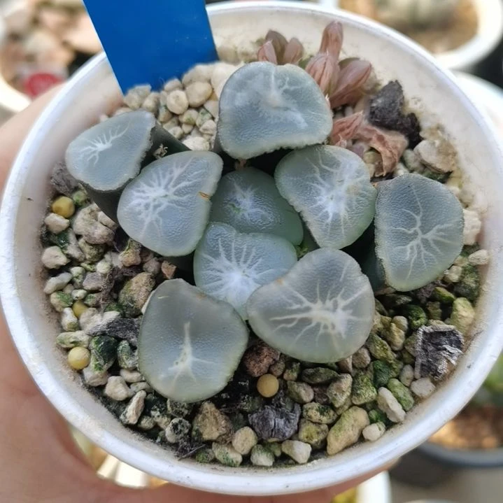 32号望乡万象一物一拍带盆土发货