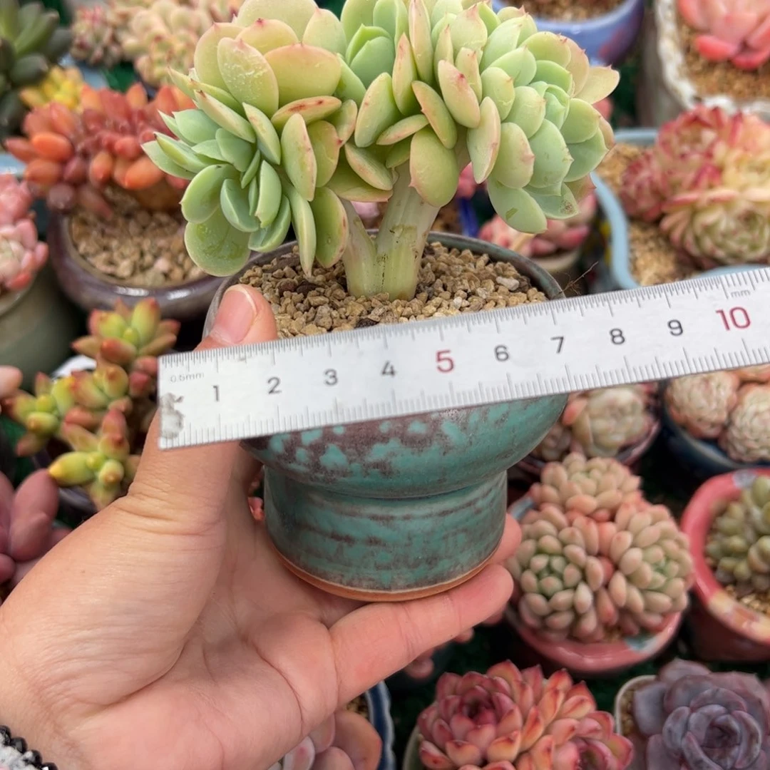 l****猫316 多肉植物组合