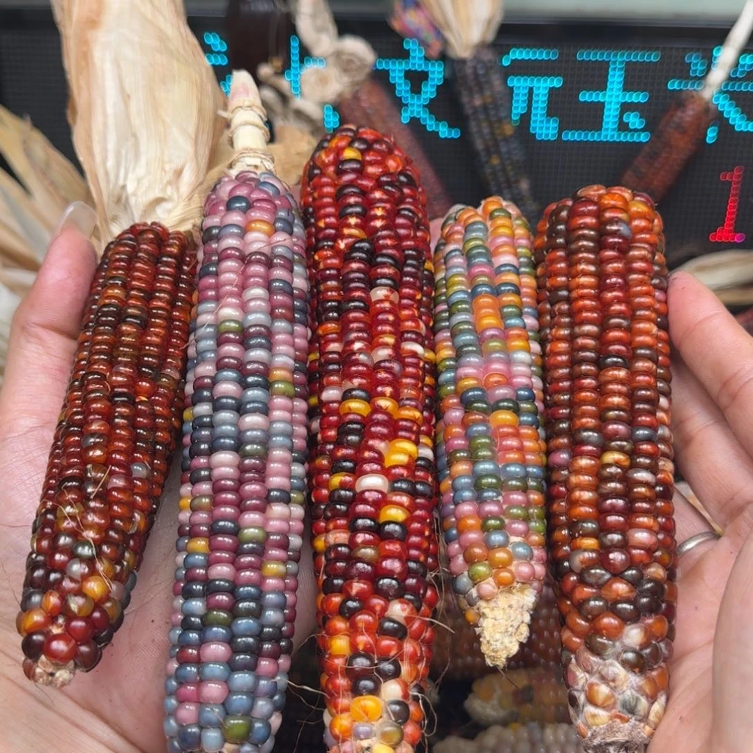 柏香籽/百香籽吊坠辰*辉