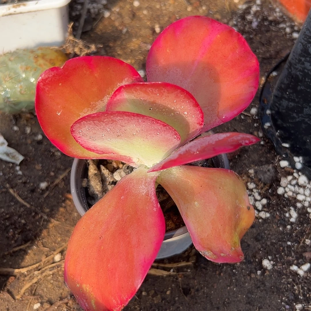 多肉植物唐寅白锦