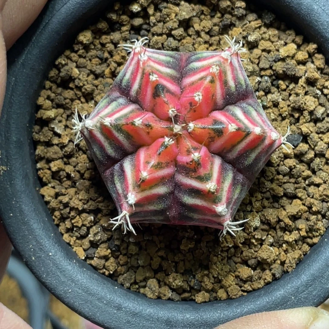 当前无花朵，栽培后可花朵6冷规律棱背锦