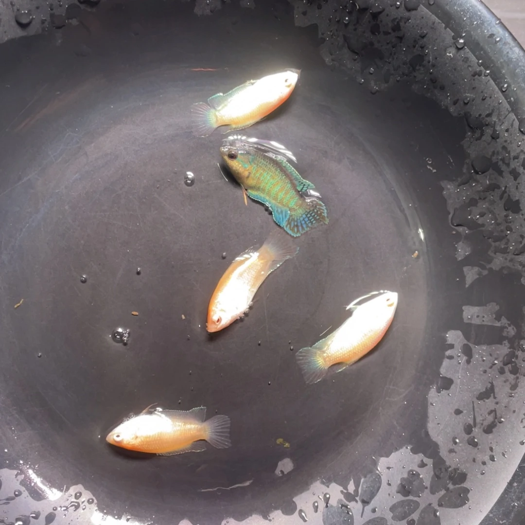 斗鱼直播间斗鱼竞拍