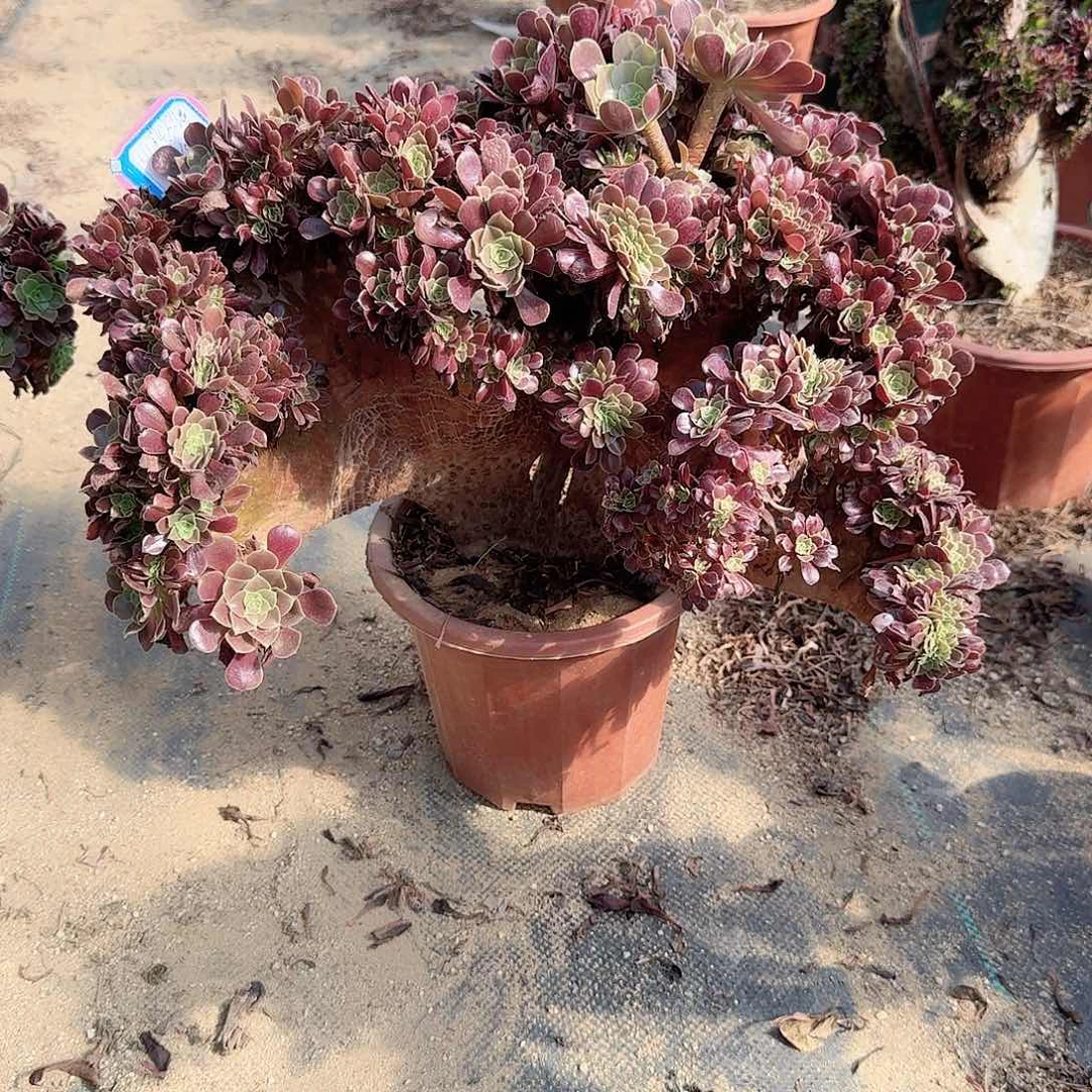 山***漫欧紫朵朵一颗呀呀