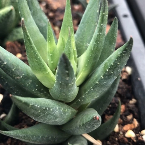 鹰爪青铜硬叶硬叶