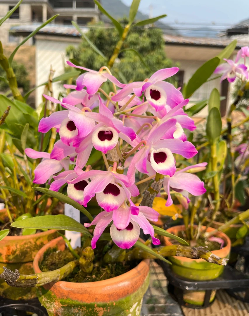 金钗石斛云南金钗石斛盆栽可煲汤紫藤花石斛兰盆景绿植一物一拍