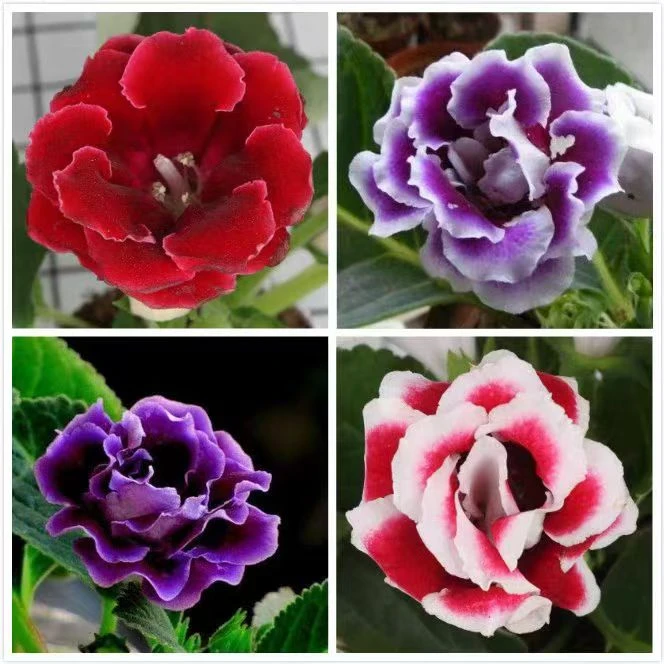 【四盆更划算大岩桐】富贵芙蓉花重瓣发货客厅盆栽花卉室内四季开花