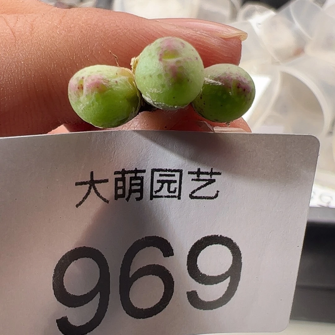 一物一拍清盒福利有疤。 969