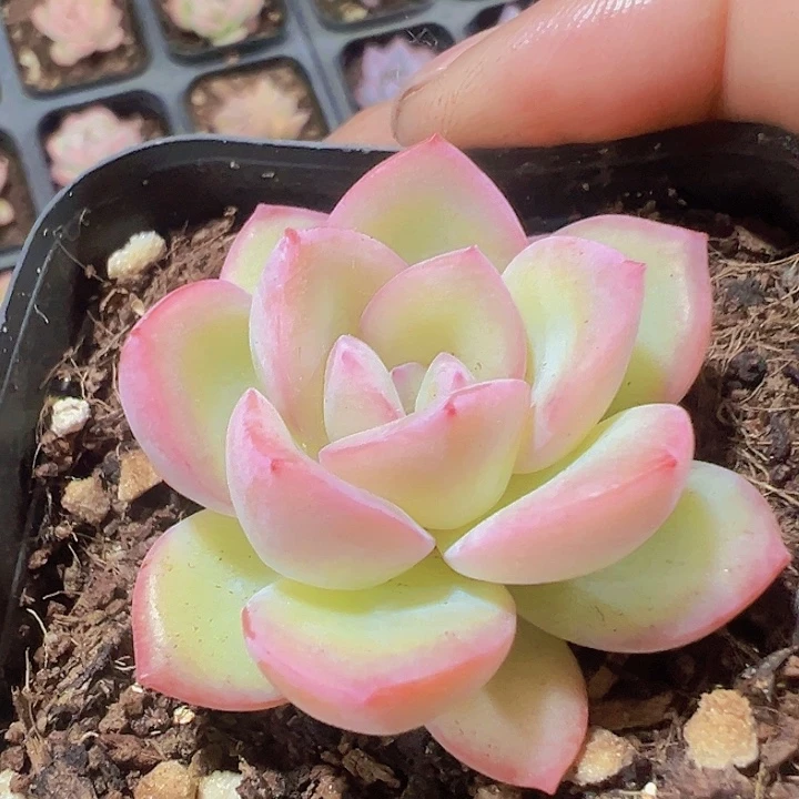 泡芙精品多肉植物