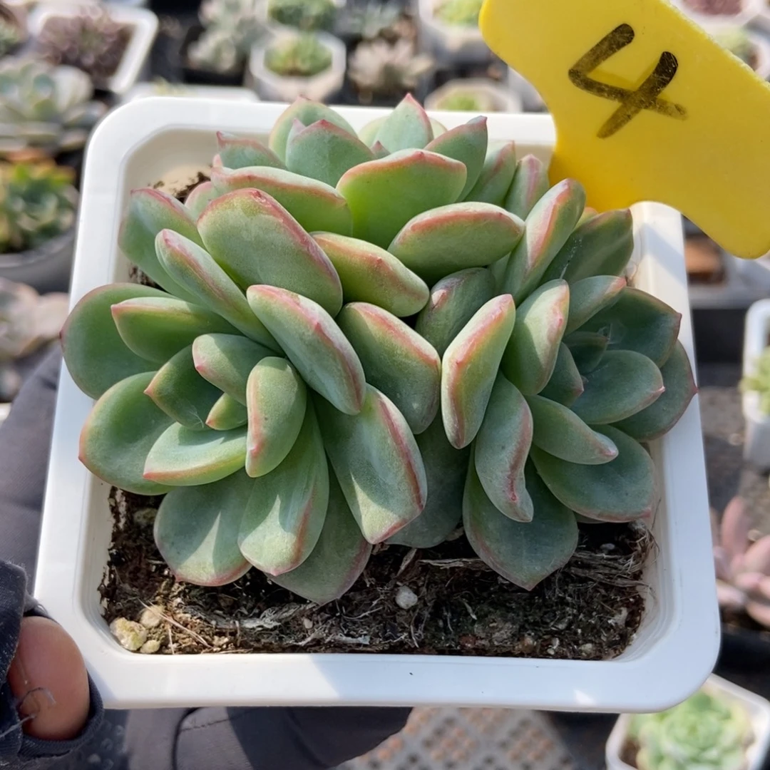 4泡芙多肉植物多肉