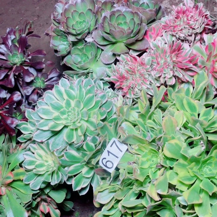 多肉植物组合617