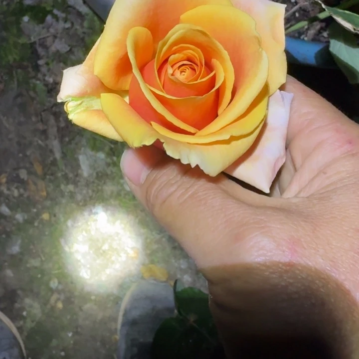 无花朵诺维扦插小英