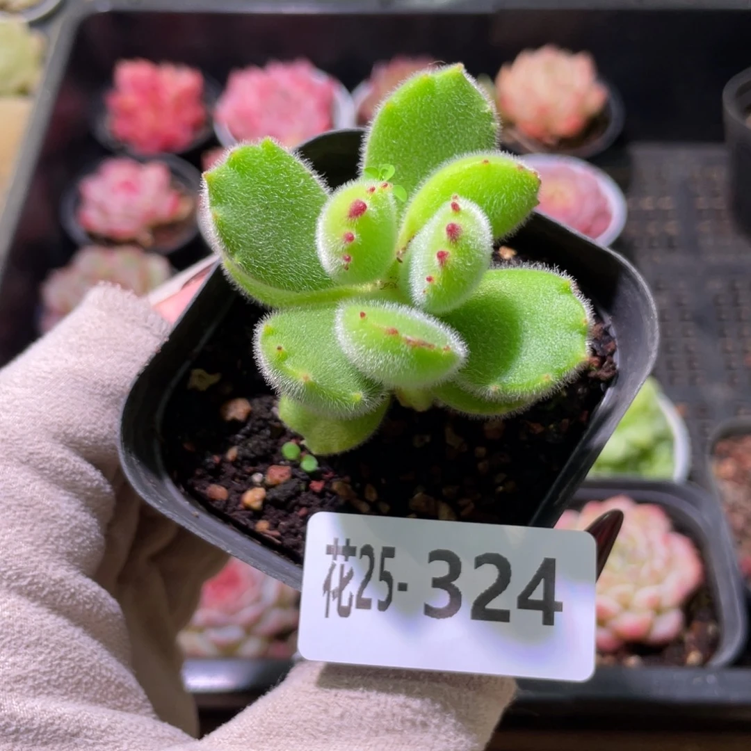 花利美25-324熊童子 不售后