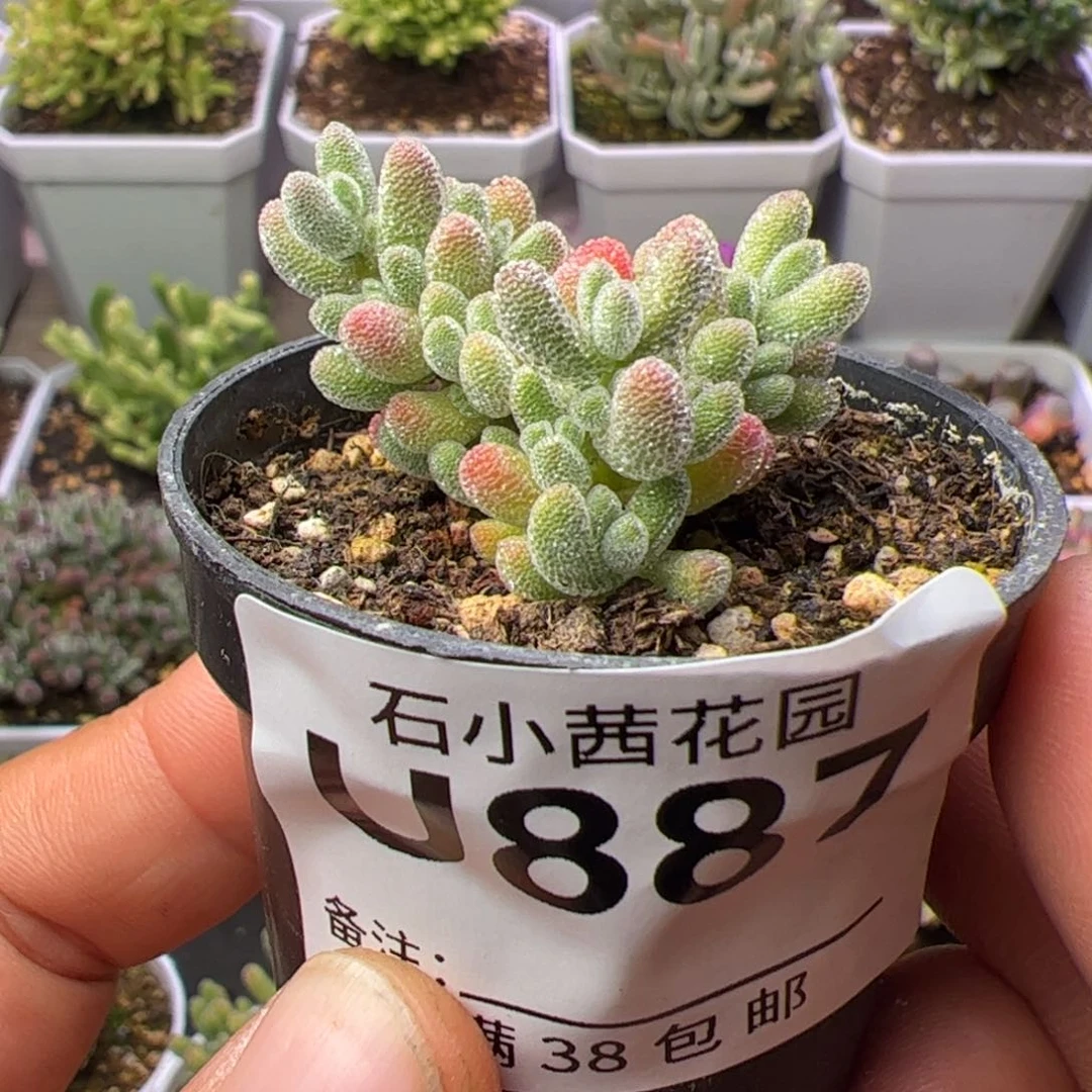 限***柔多肉植物枝干冰晶