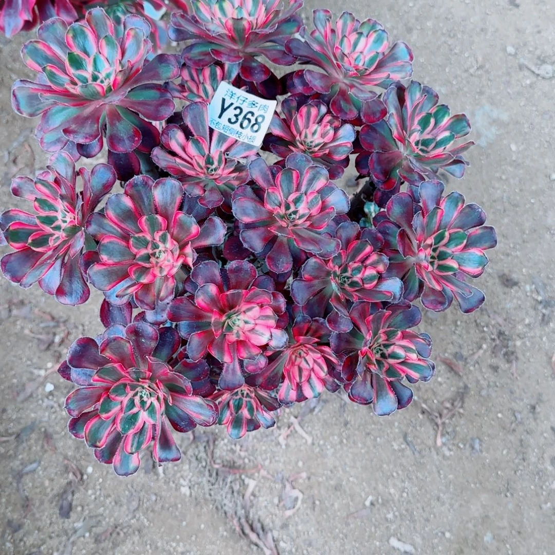 丽娜法师368冠幅28