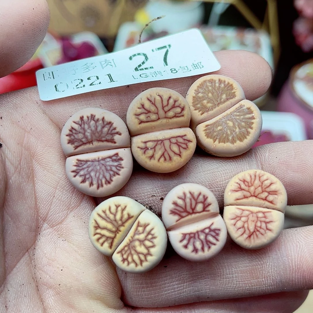 郎哥多肉生石花21-27