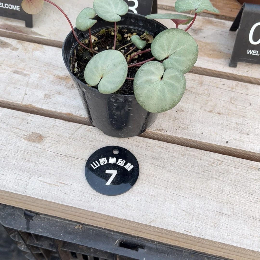 一***扬完全开放盆栽植物