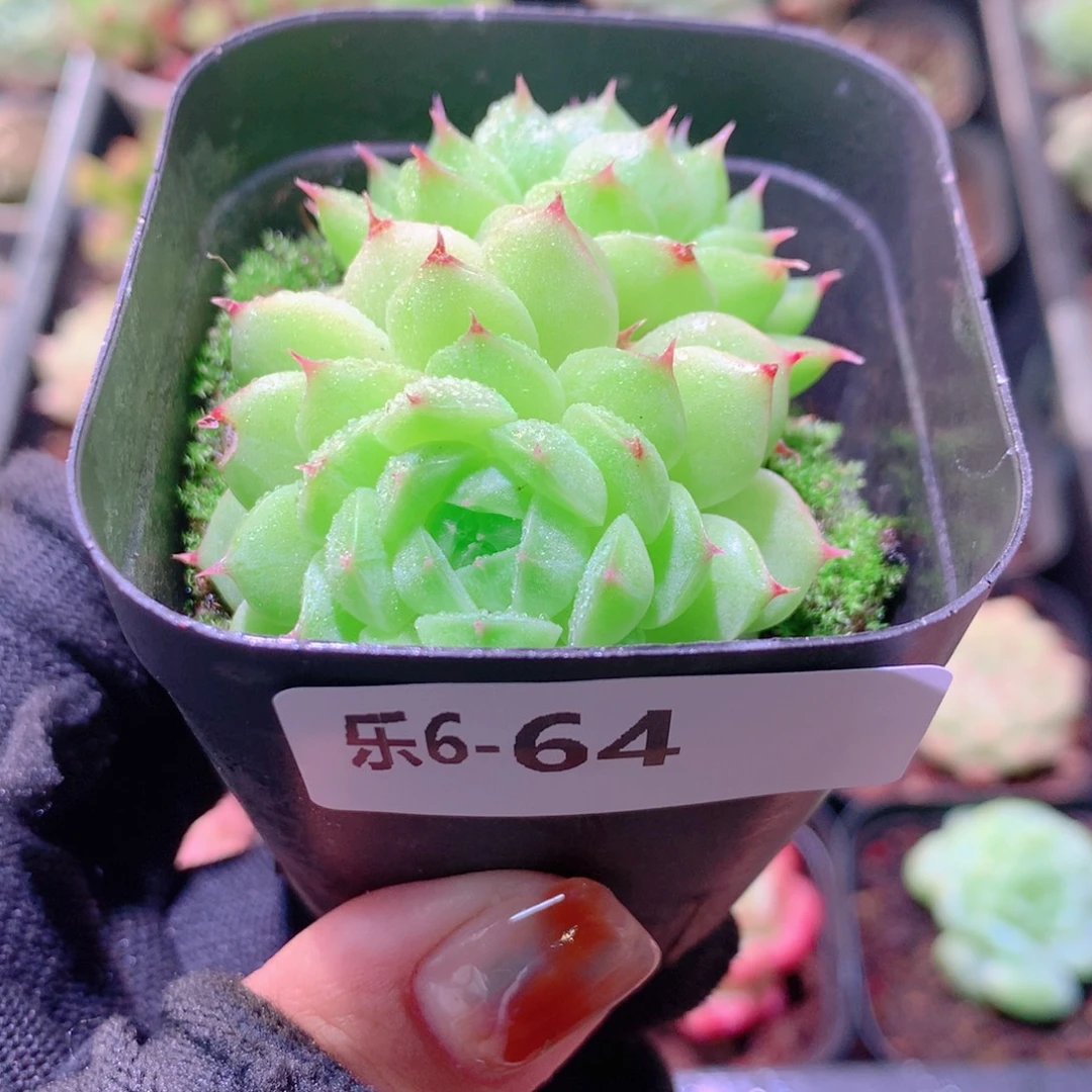 乐然 6-64 海王双头