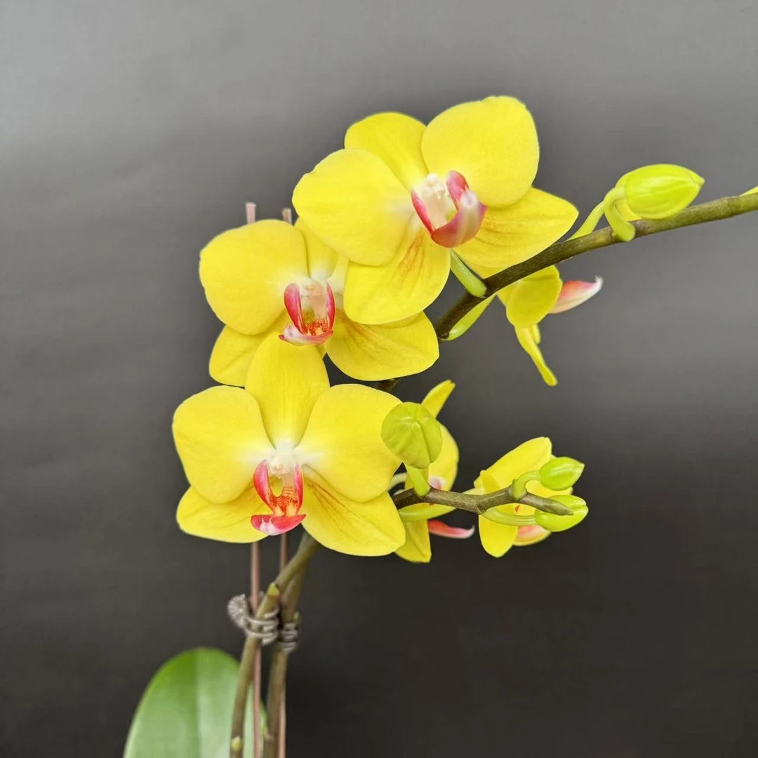 蝴蝶兰[费尔拉]带花带苞昆明基地直发