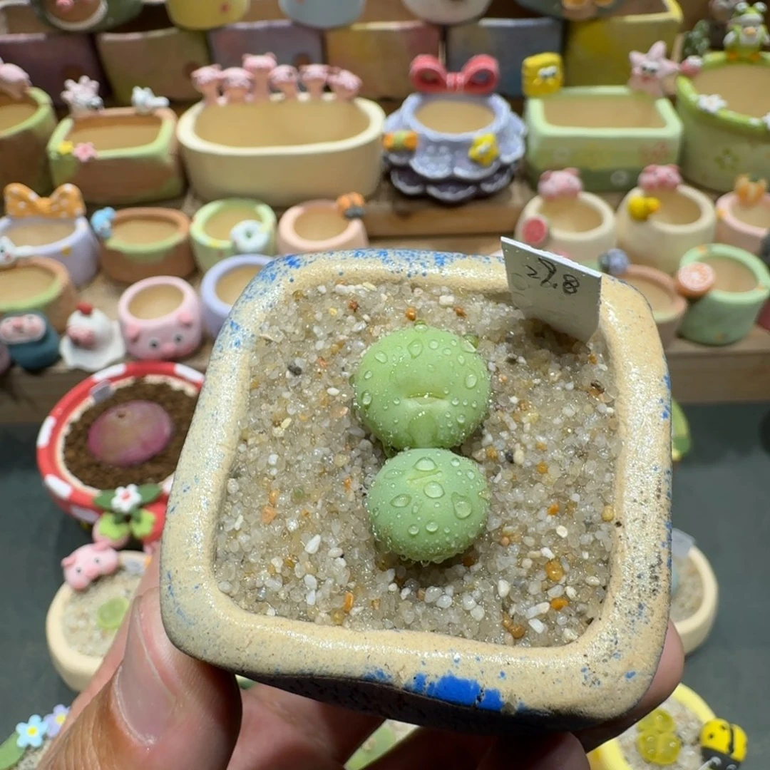 蘑菇1286红嘴多肉植物