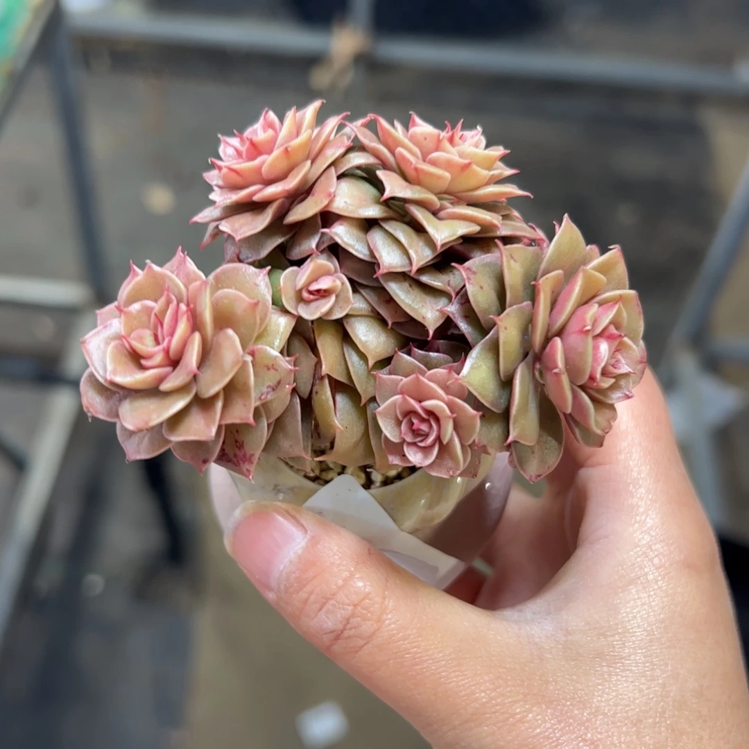 561 满38包邮一物一拍