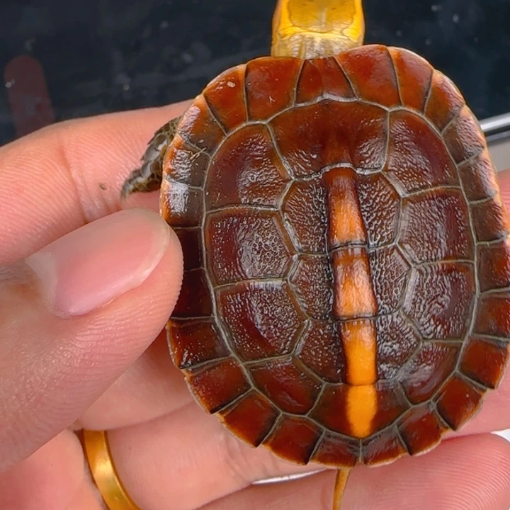 母宠物龟血红安缘