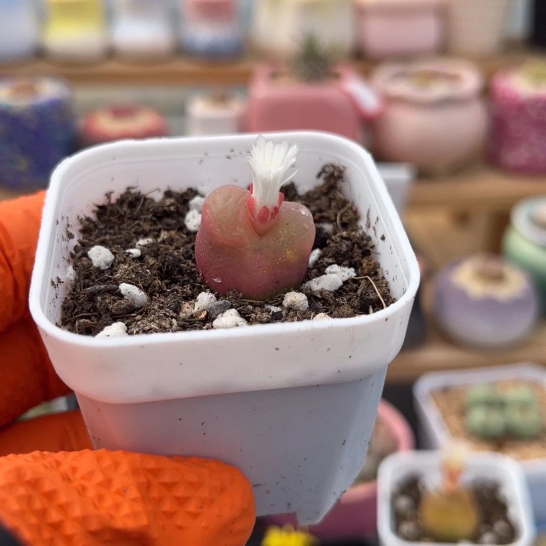 多肉植物一物一拍100