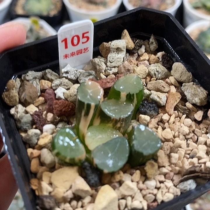 105山之翠万象锦一物一拍
