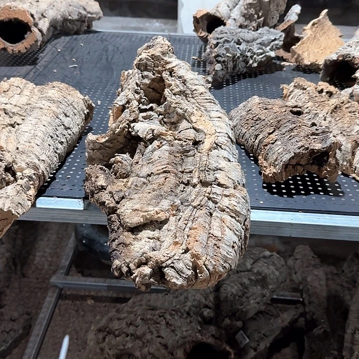 虫***毒完全开放一物一拍一物一发