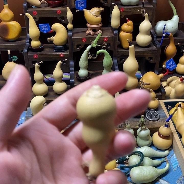 粗嘴八宝突脐全品