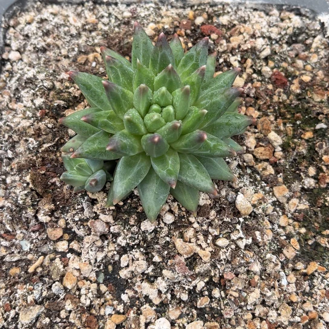 清***河多肉植物杂交美人
