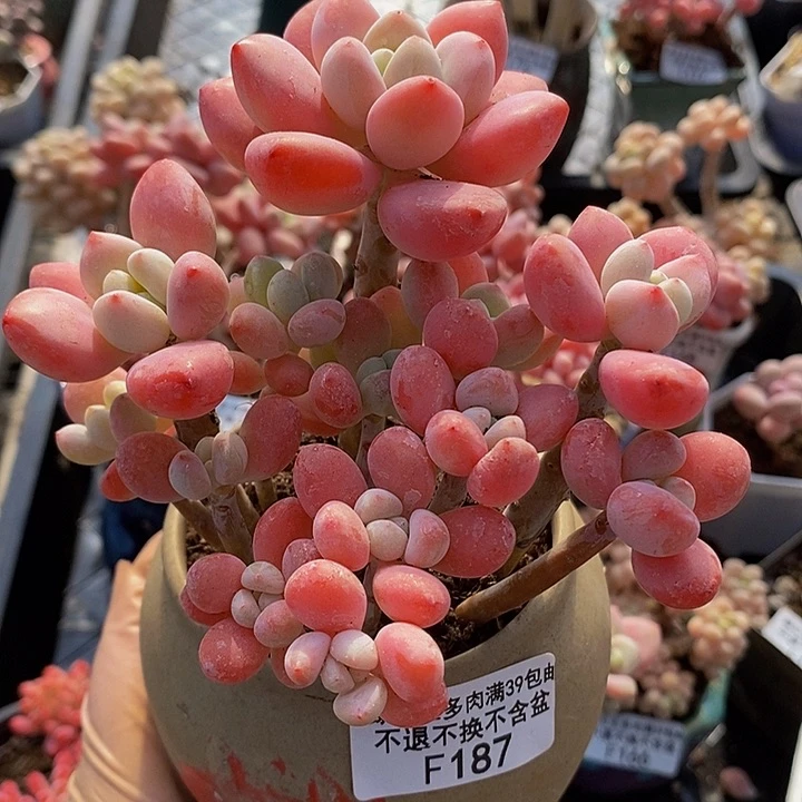 樱花洛神11cm187多肉植物