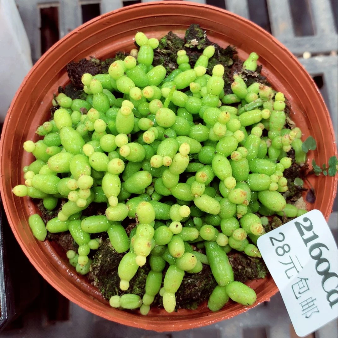 5厘米盆精控多肉2160