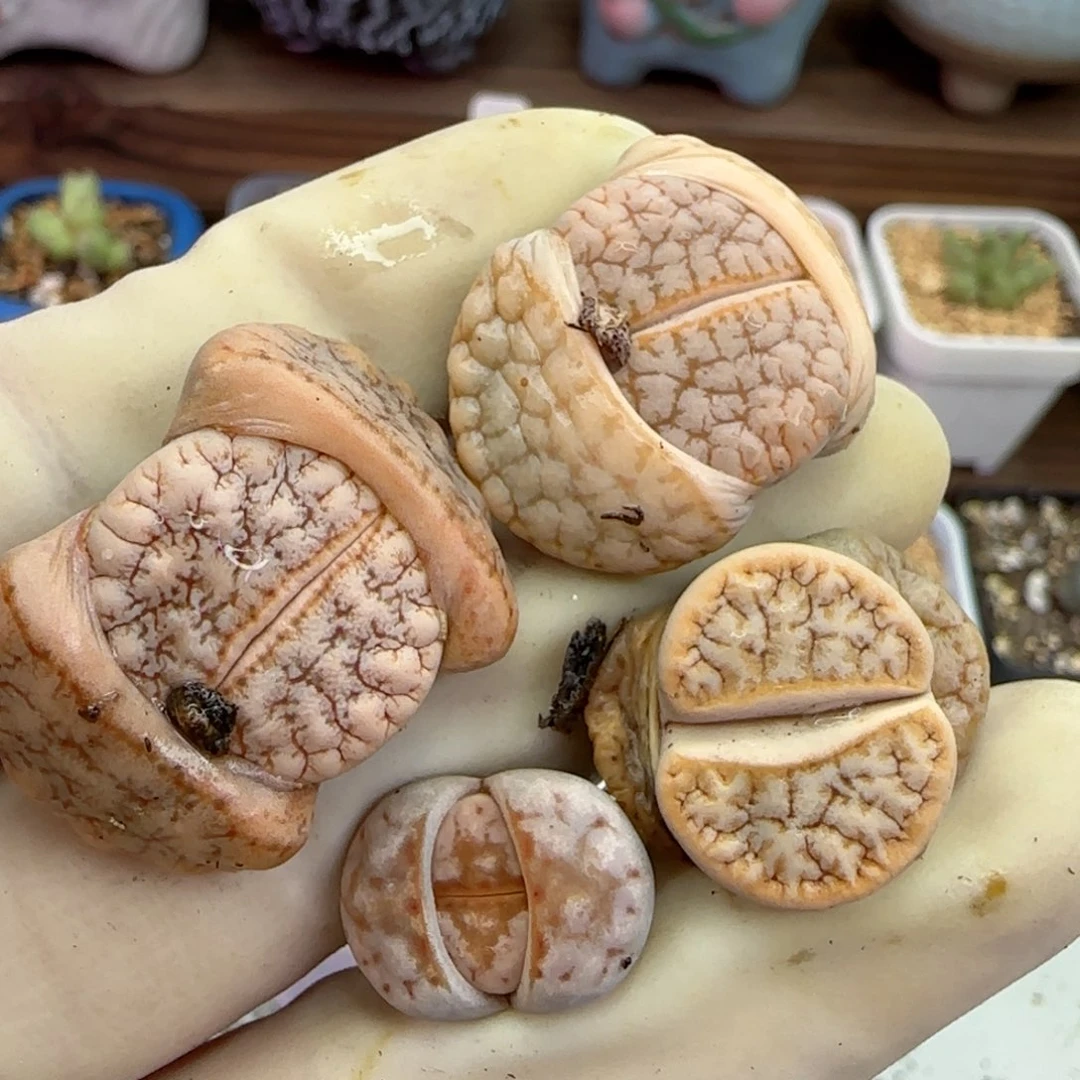 083福利福利福利