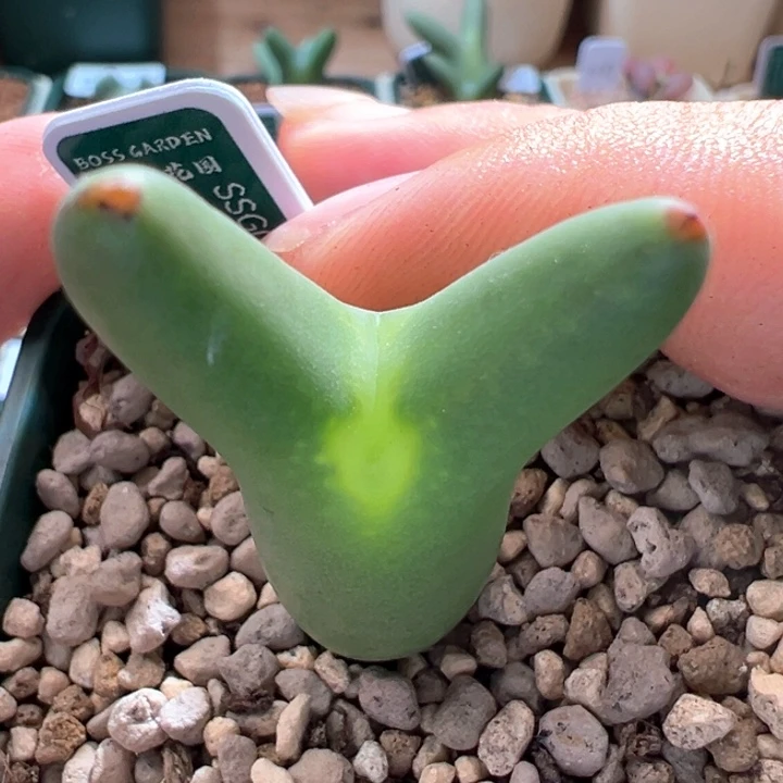 A695。优选红尖尖耳皮卡丘。