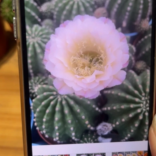 露露金刚白色中脉线7公分左右