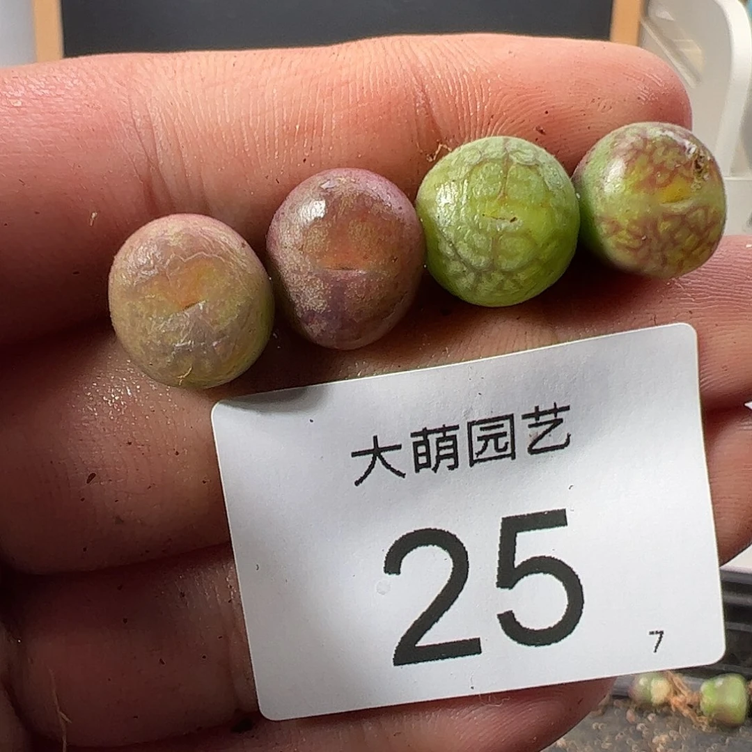 000025 一物一拍……