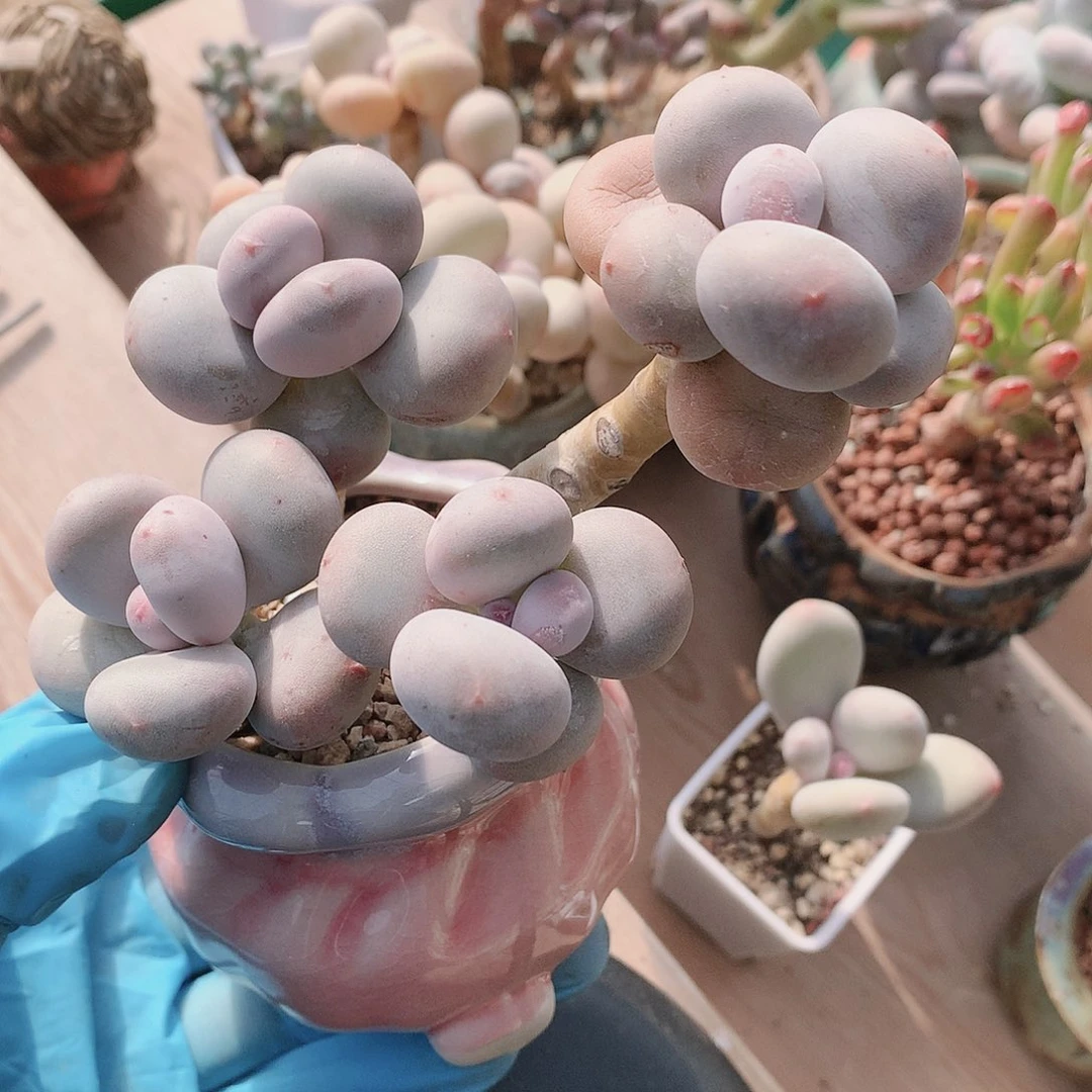 大叶奶酪一物一拍