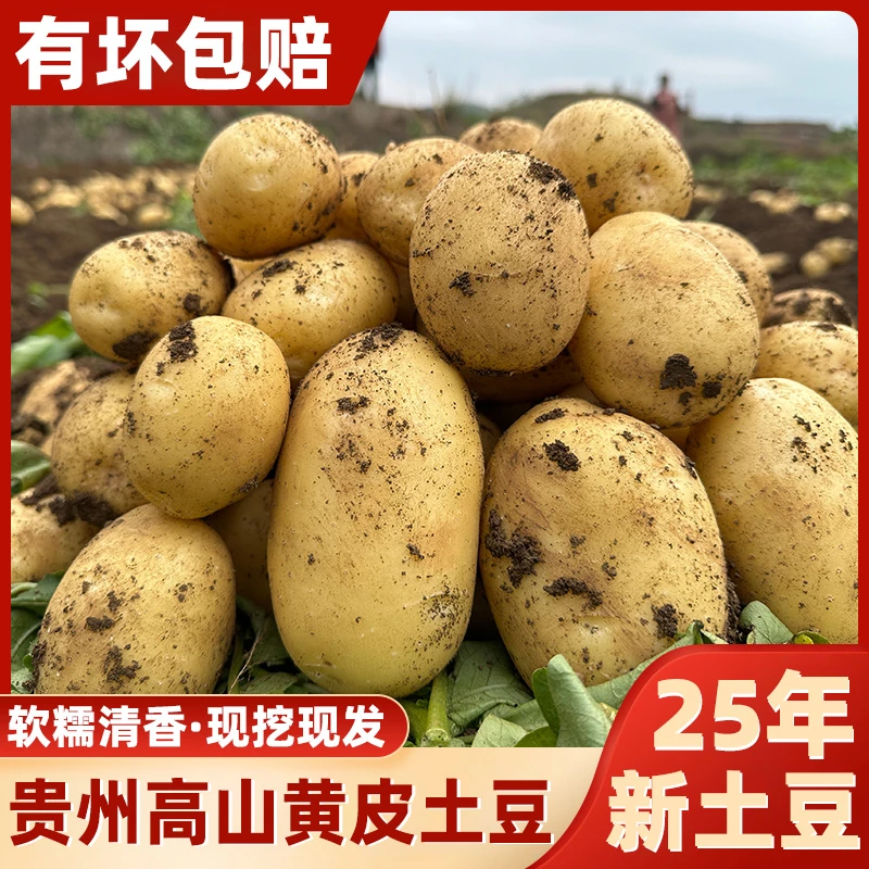 【25年新土豆】贵州土豆黄皮土豆新鲜粉面软糯大洋芋马铃薯当季蔬菜