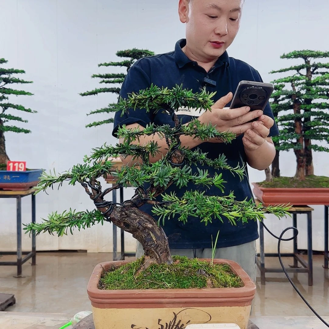 酒***品无花朵盆景制作过程非常